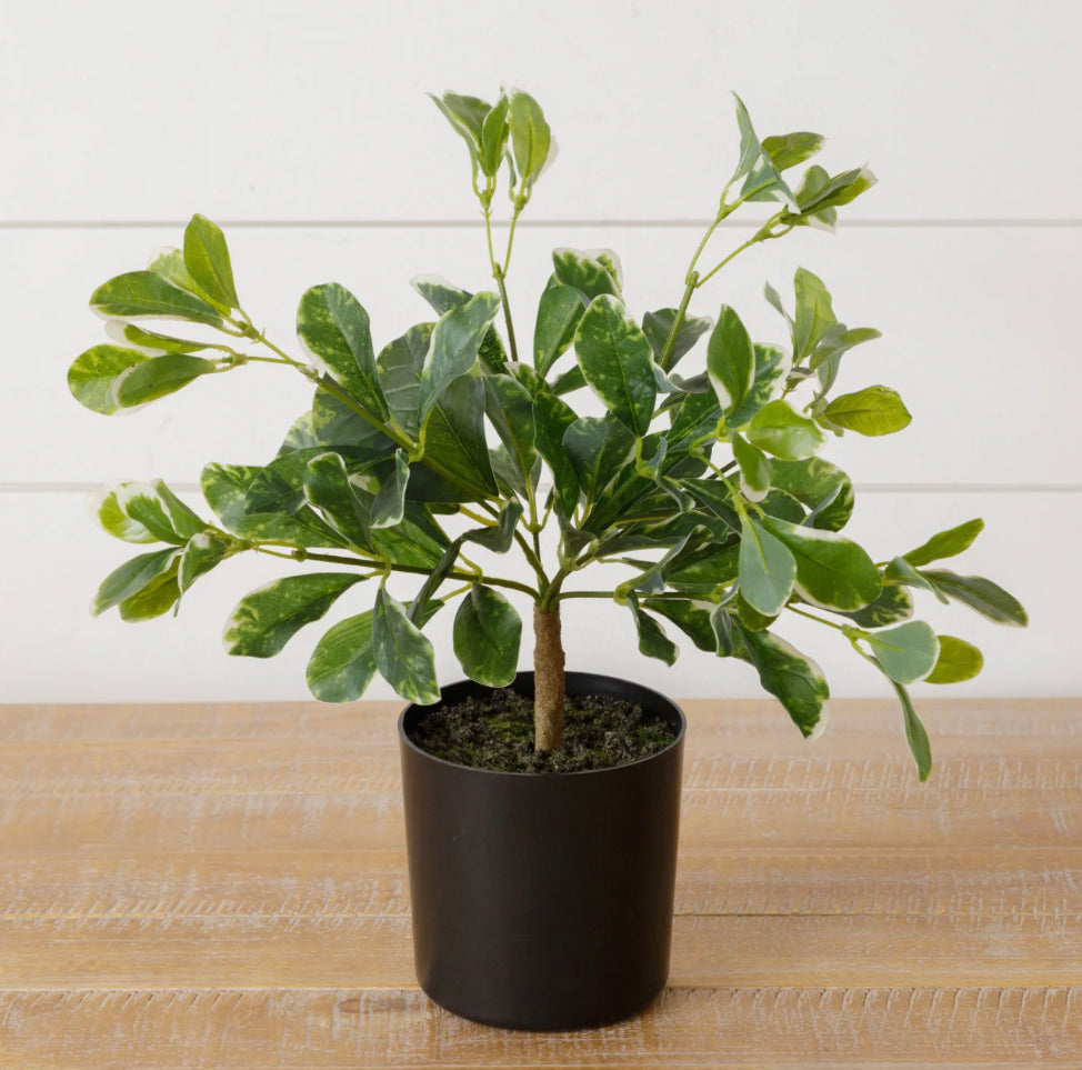 Faux Potted Variegated Pittosporum