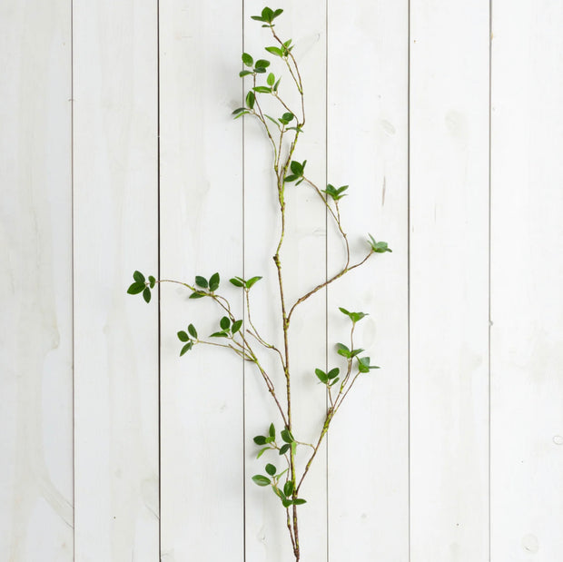 Lemon Leaf Branch