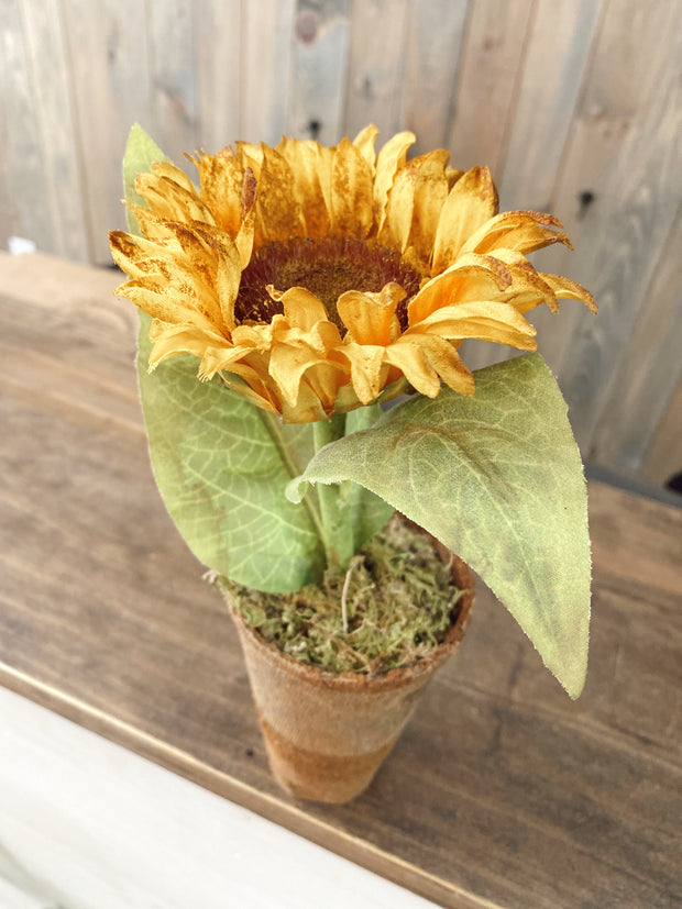 Large Sunflower Peat Pot